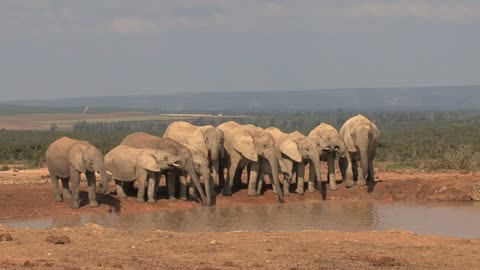 Herd of African Elephants at a watering hole