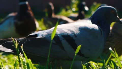 Doves and Ducks Eating In The Grass