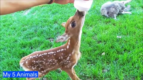 Baby Deer (Fawn) Jumping & Hopping - Most Beautiful Compilation