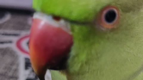 Green parrot talking