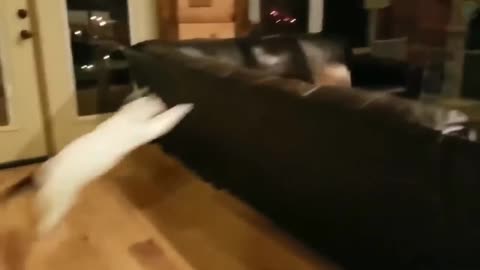 Cute cat 😍 falling fail clips 🤣