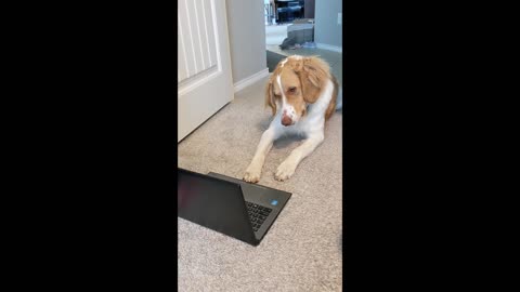 Dog gets confused when he hears Grandma's voice