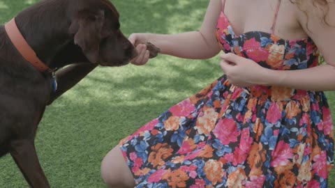 Dog training 8 - Free dog video - No Copyright