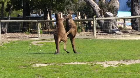 Kangaroo boxing fight 🗾🗾🗾🗾