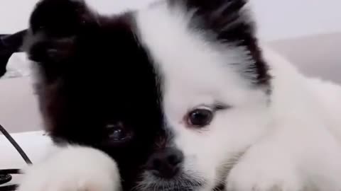 very fany dog white and black dog dog latest video