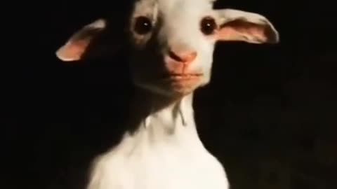 Just a creepy standing goat