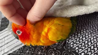 Parrot gets the best scritches
