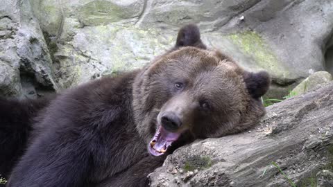 Funny fat brawen Bear tired