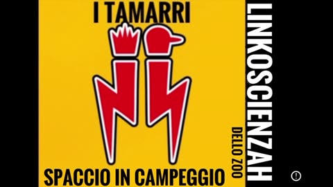 I Tamarri cercano un campeggio dove poter spacciare