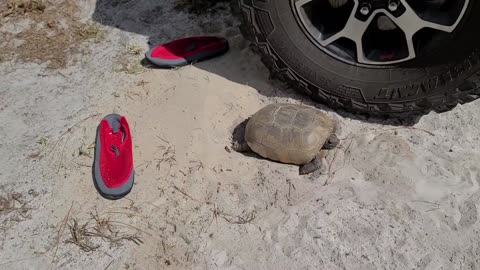 Gopher tortoise laying eggs by my jeep