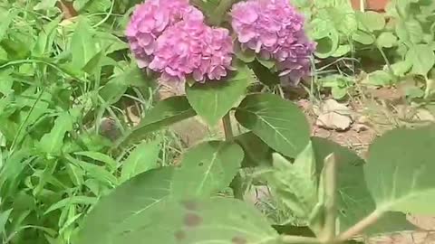 Beautiful purple hydrangea