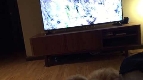 Confused puppy thinks TV is a window