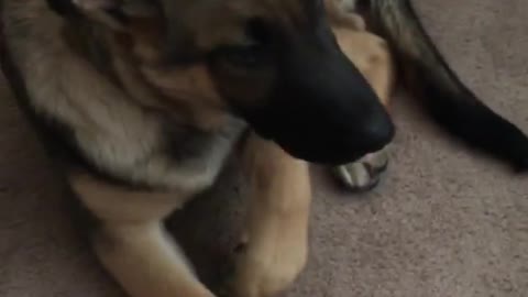 Guilty Dog Busted, Gives Owner Priceless Reaction