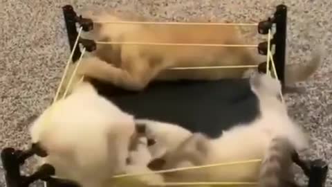 Two cats fighting in Armageddon with a smart referee