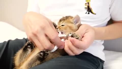 Kitten Kiki refuses to first nail clip