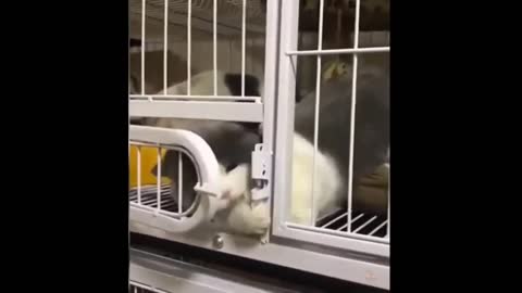 Funniest Cat Unlock The Door_ Best Of The 2021 _ Funny Animal Videos