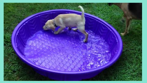 Puppy Chloe's First Swimming Practice | funny video