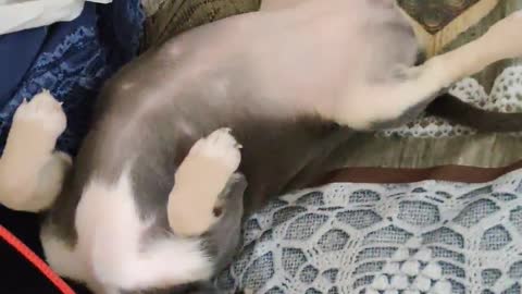 Cute Dog Sleeping Like a Baby