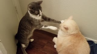 Cuando este gato intenta comunicarse con su hermano mayor, todo resulto como esperábamos