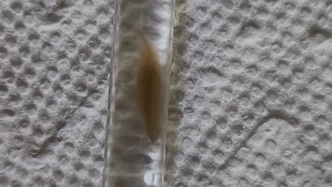 A planaria from a fresh water planted aquarium.