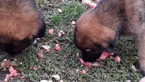 Little Dogs Eating Watermelon!