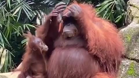 Woman Drops Her Sunglasses In Orangutan Closure , Watch What It Does Next!