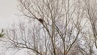 Bald eagle attack by hawks