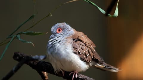 A Bird Perched On A Tree