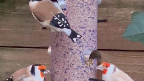 goldfinches feeding on seeds in bird aviary