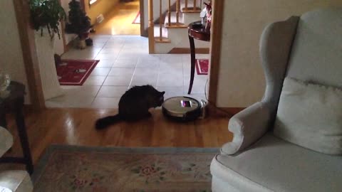 Curious Cat Freaks Out When Roomba Turns On