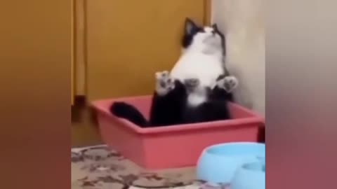 Funny Cat Moments Caught On Camera.