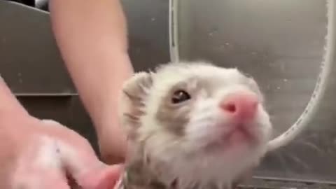 Ferret Enjoys Getting Groomed Like A Dog | Funny Ferret | Cute Ferret