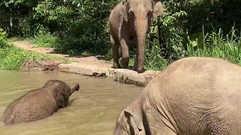 Elephant bathing in the pond