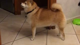 Brown shiba dog barking as owner makes weird noises