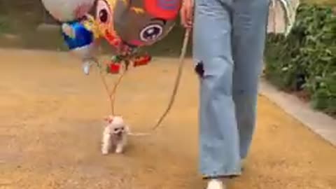 🥰_Baby Dog's - Cute & Funny Dogs Videos