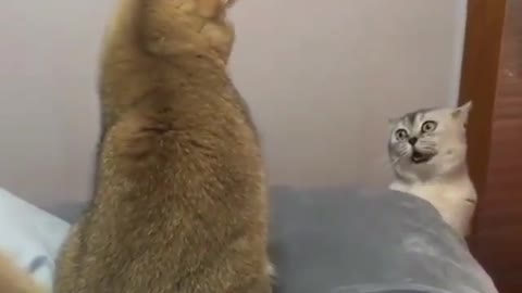 Cat talking to fellow cat. This is Hilarious!