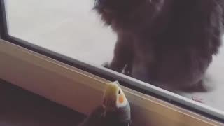 window gets in between cat and bird for free lunch