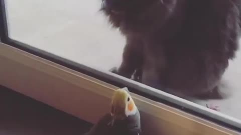 window gets in between cat and bird for free lunch