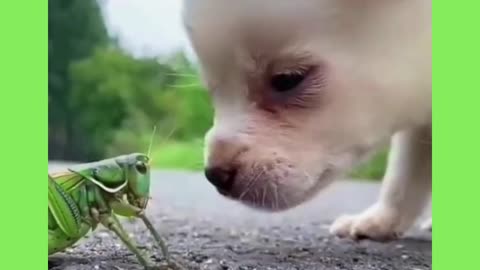 CUTE PUPPY & GRASSHOPPER