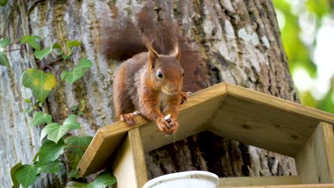 Squirrel in the most beautiful picture