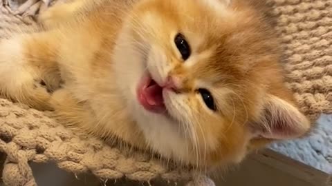 CAT you will remember and LAUGH all day! 😂Funny Cat Video 2023