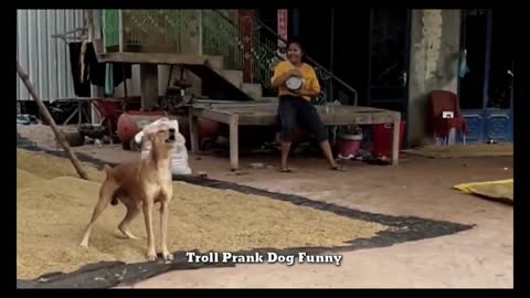 Troll Prank with Dog & Cat Funny Videos. Fake tiger