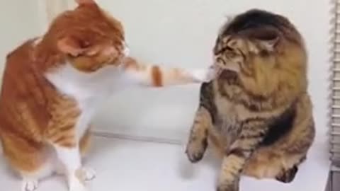 cat vs cat who wins this fight