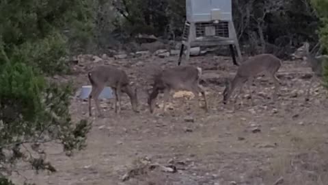 Deer at the feeder