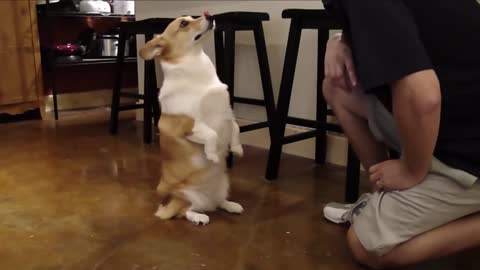 Corgi Are The Best