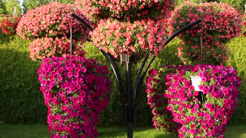 video flowers red flowers bunch pot