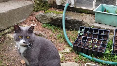 Extremely cute cat loves getting quality time with owner