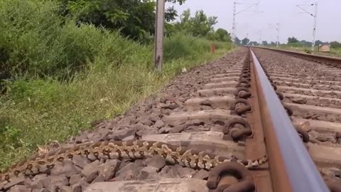 Snake in railway track
