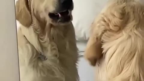 Crazy dog look at mirror