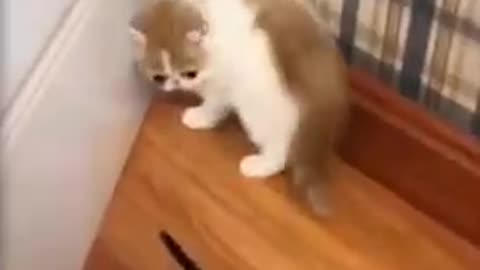 Cute_Cats_And_Funny_Dogs_Videos_Compilation